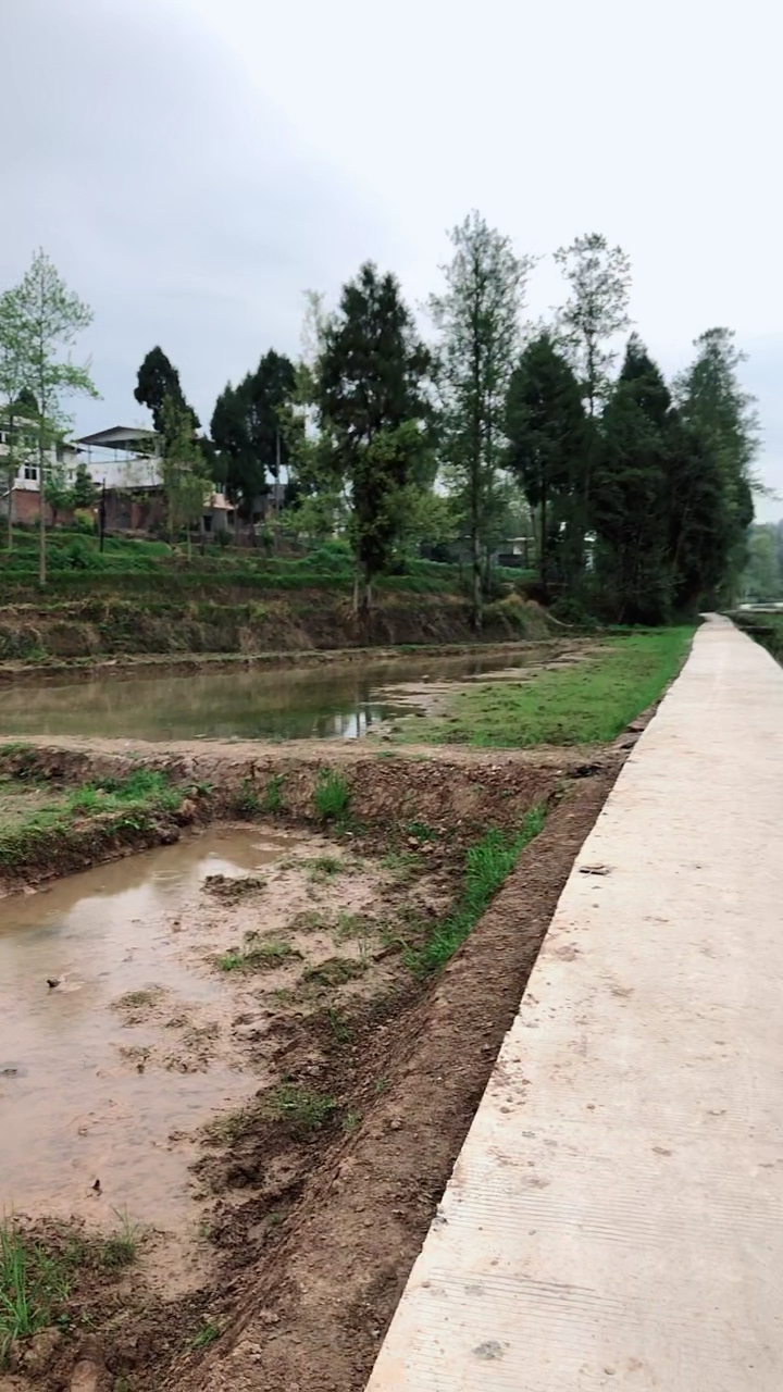 在我的映像中田坎上是长满了小草满是泥土的现在的田坎都是水泥路了
