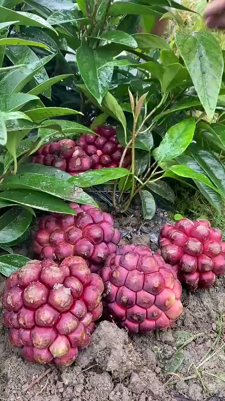 长在地上的水果,拔出来那一刻,谁知道这是什么鬼?