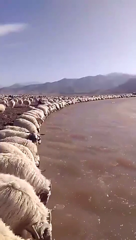 几百只羊一起喝水,太壮观了