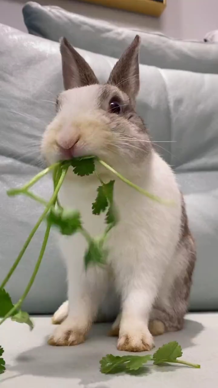 每日萌宠#兔子不吃窝边草,吃完记得擦擦嘴