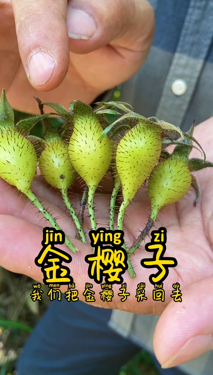 金樱子泡酒你可知道它的好处