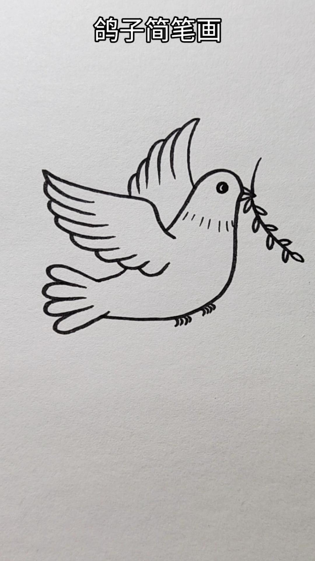 简笔画鸽子的画法图片