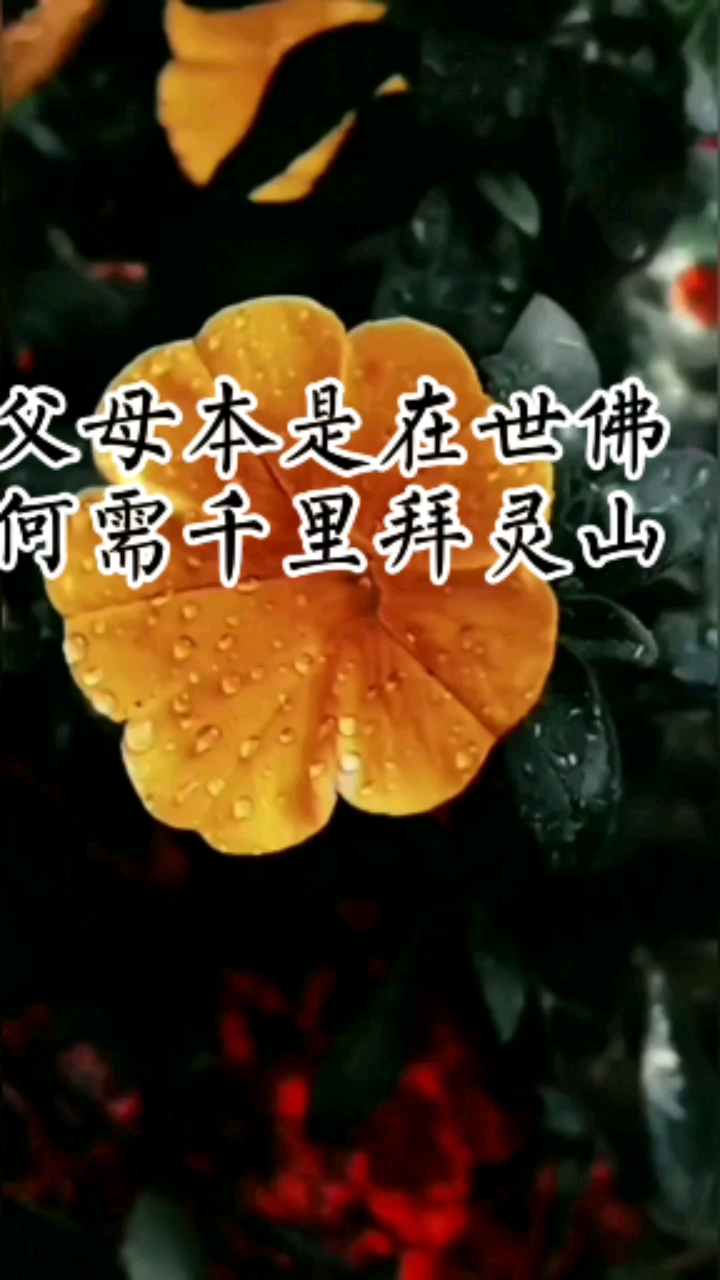 感恩有你##百善孝为先父母本是在世佛,何需千里拜灵山