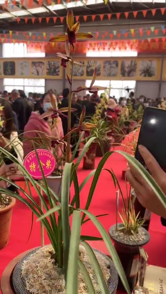 兰花随县春季兰花展会经典之作蕙兰传奇