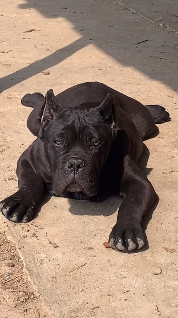 卡斯罗护卫犬#有那个气势了,绝对种公级别-全民小视频