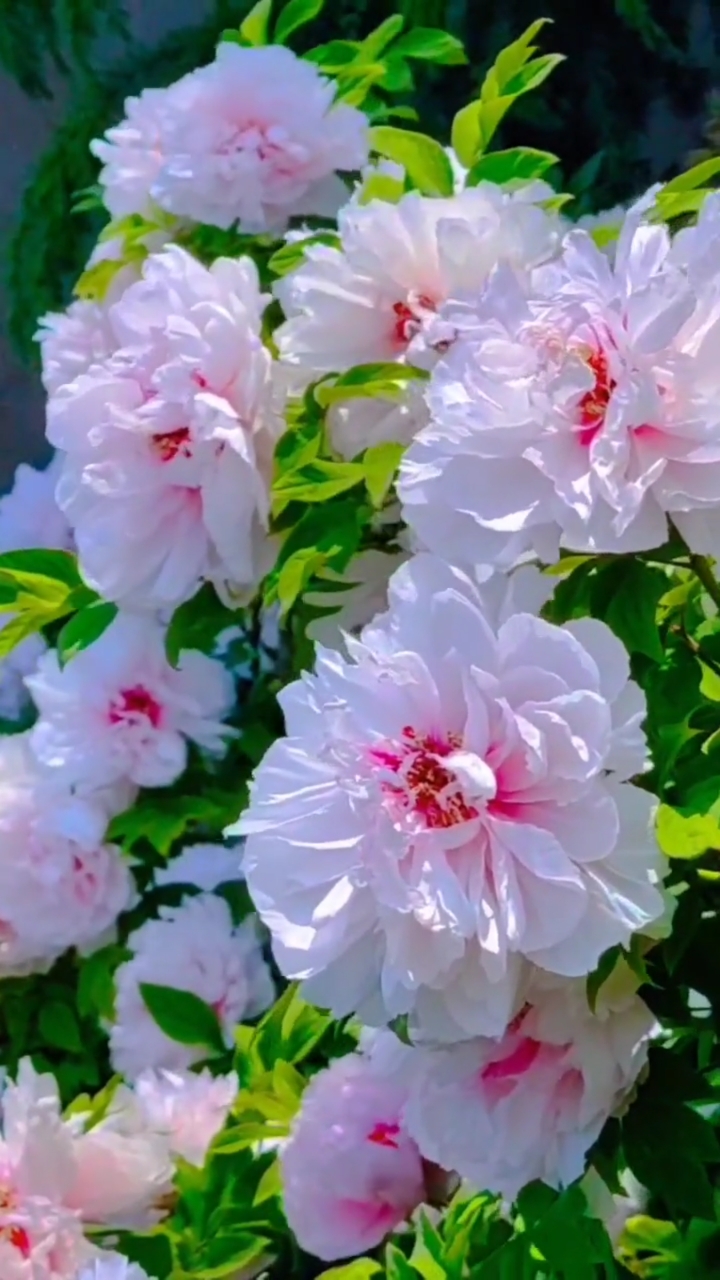 家花野花鲜花#牡丹花,富贵的象征