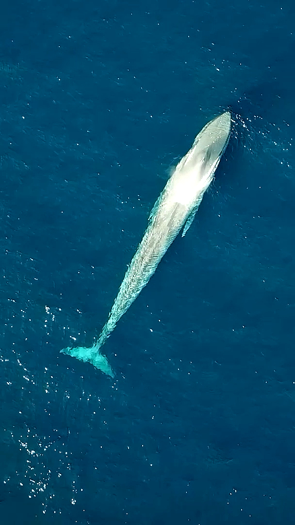 萤火有奖打卡#深海蓝鲸的呼吸蓝鲸肺重量可达10吨,吸一口气可达15000