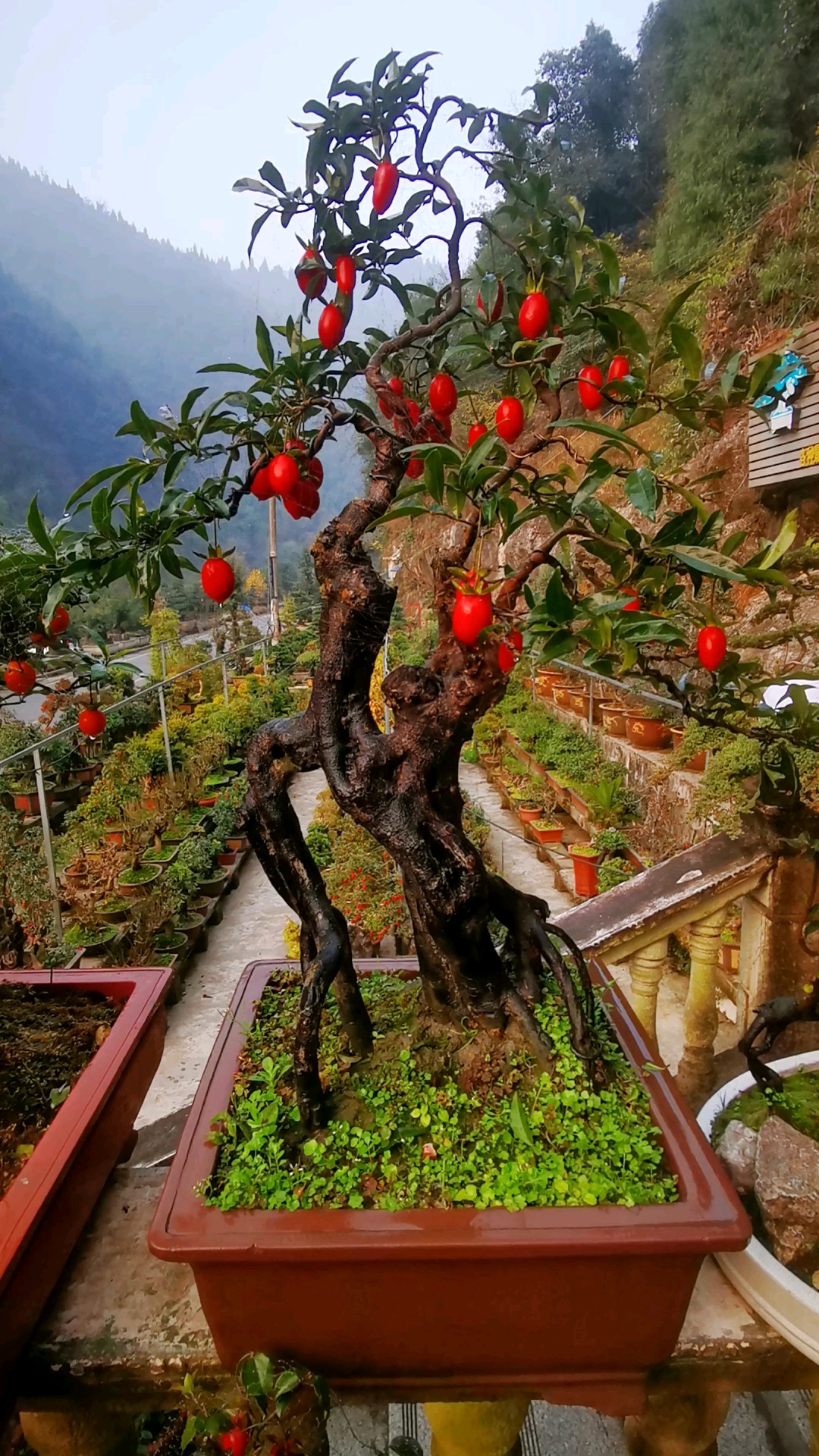 辣椒血红果金弹子