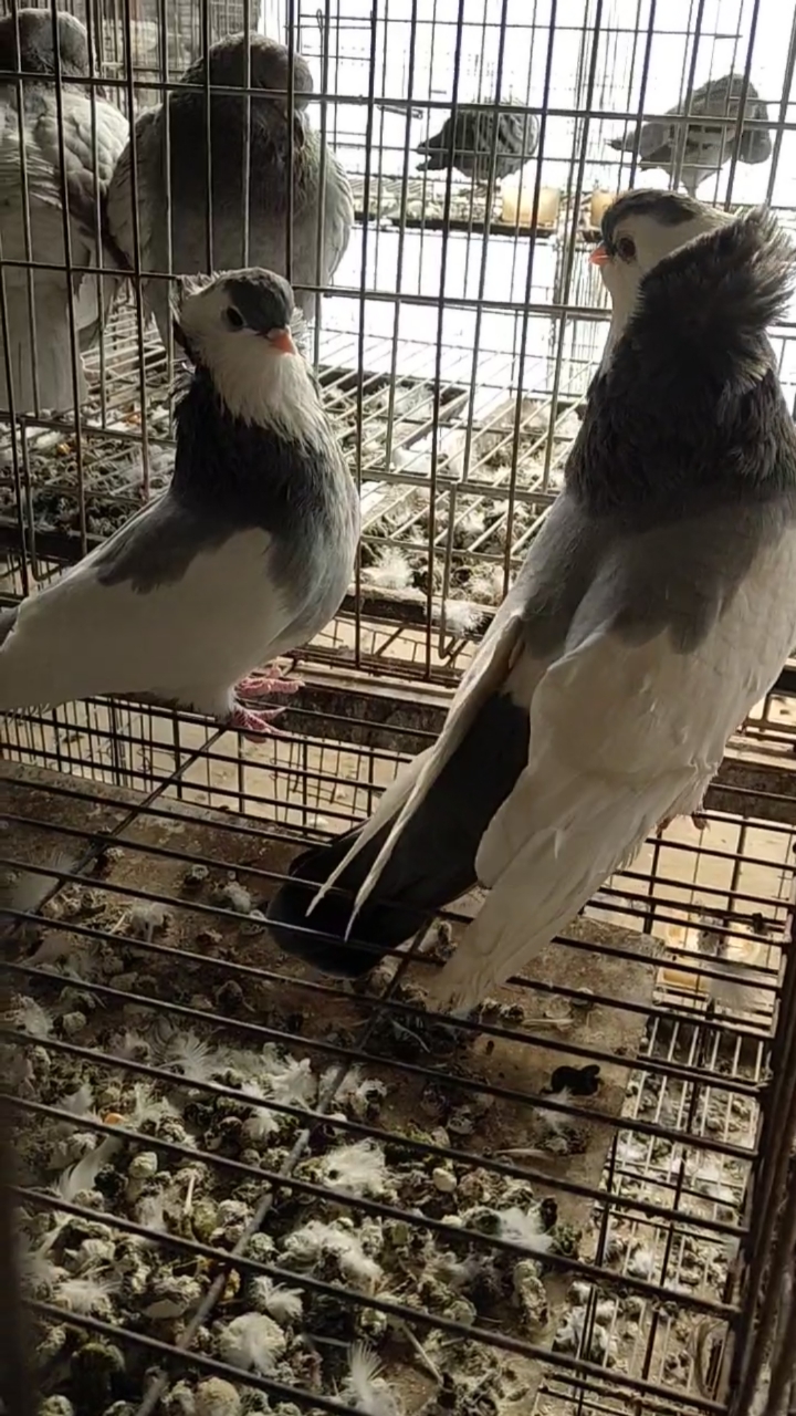 观赏鸽蓝色仙女,喜欢鸽子的朋友双击加关注,每天更新视频