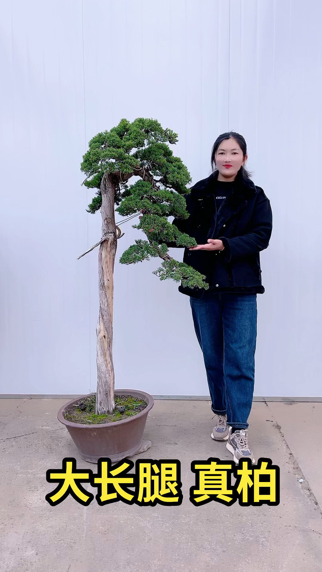 高杆文人真柏盆景