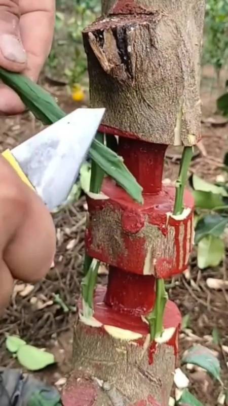 嫁接技术果树桥接技术分享