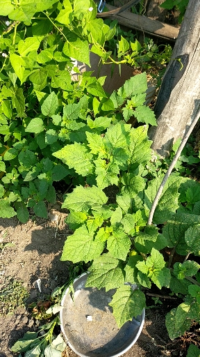 家姑娘秧,还有多少人记得长啥样子了