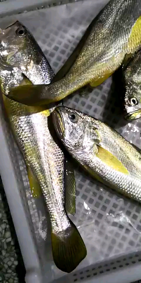 #音为有你#刚捕上来的野生黄瓜鱼.