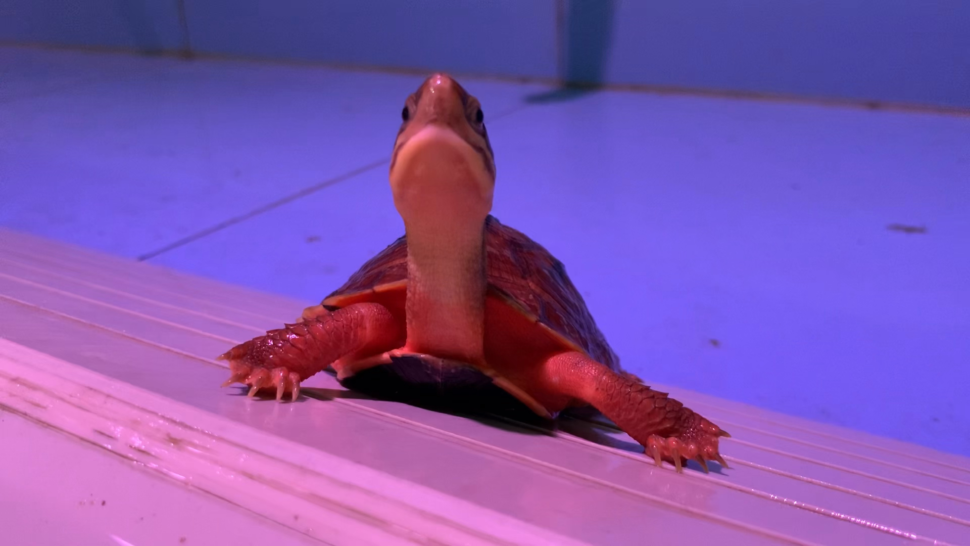 我家萌宠成精了#果然情人眼里才能出西施啊,金钱龟无论价值还是外貌