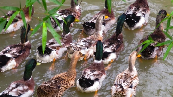 七月十四##七月半