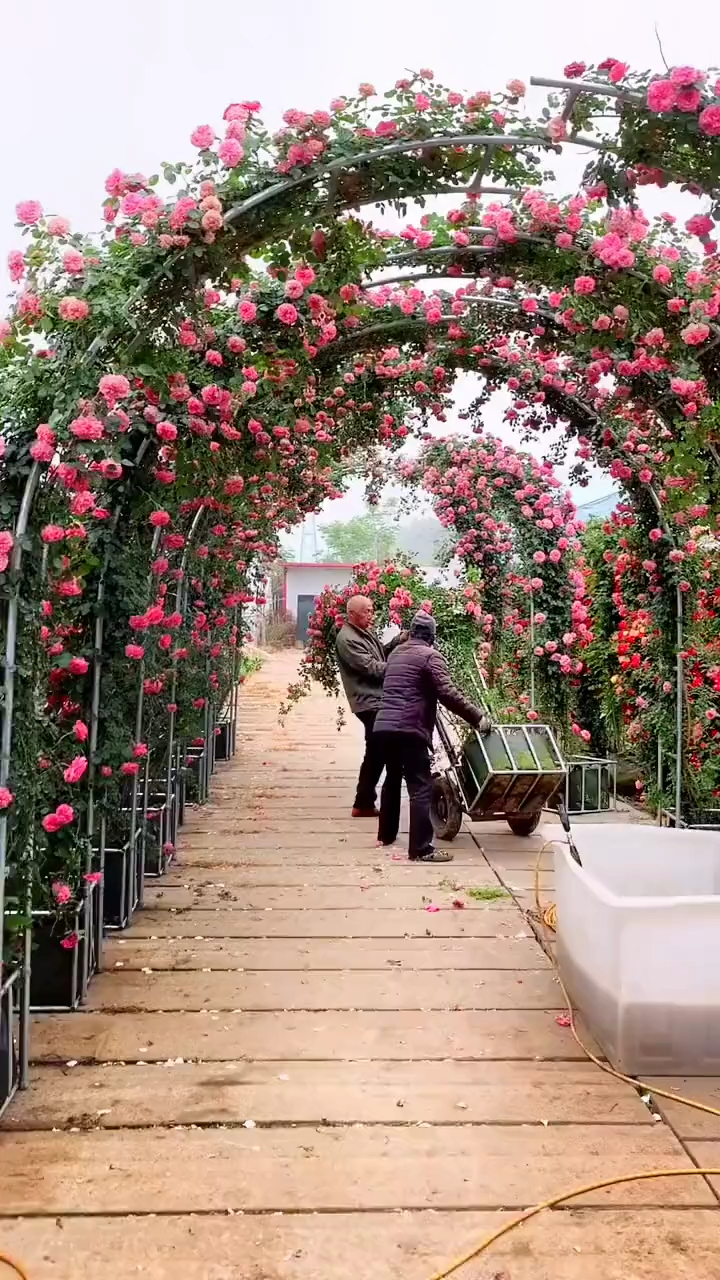 爬藤月季系列拱门月季欧月