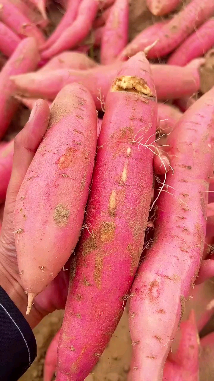 甜掉牙沙地地瓜@快来品尝一下-度小视