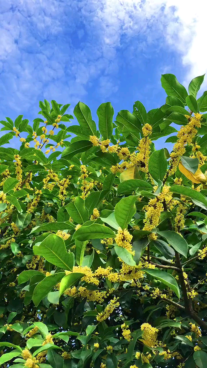 行遍疏山山下路,满山唯有桂花香.