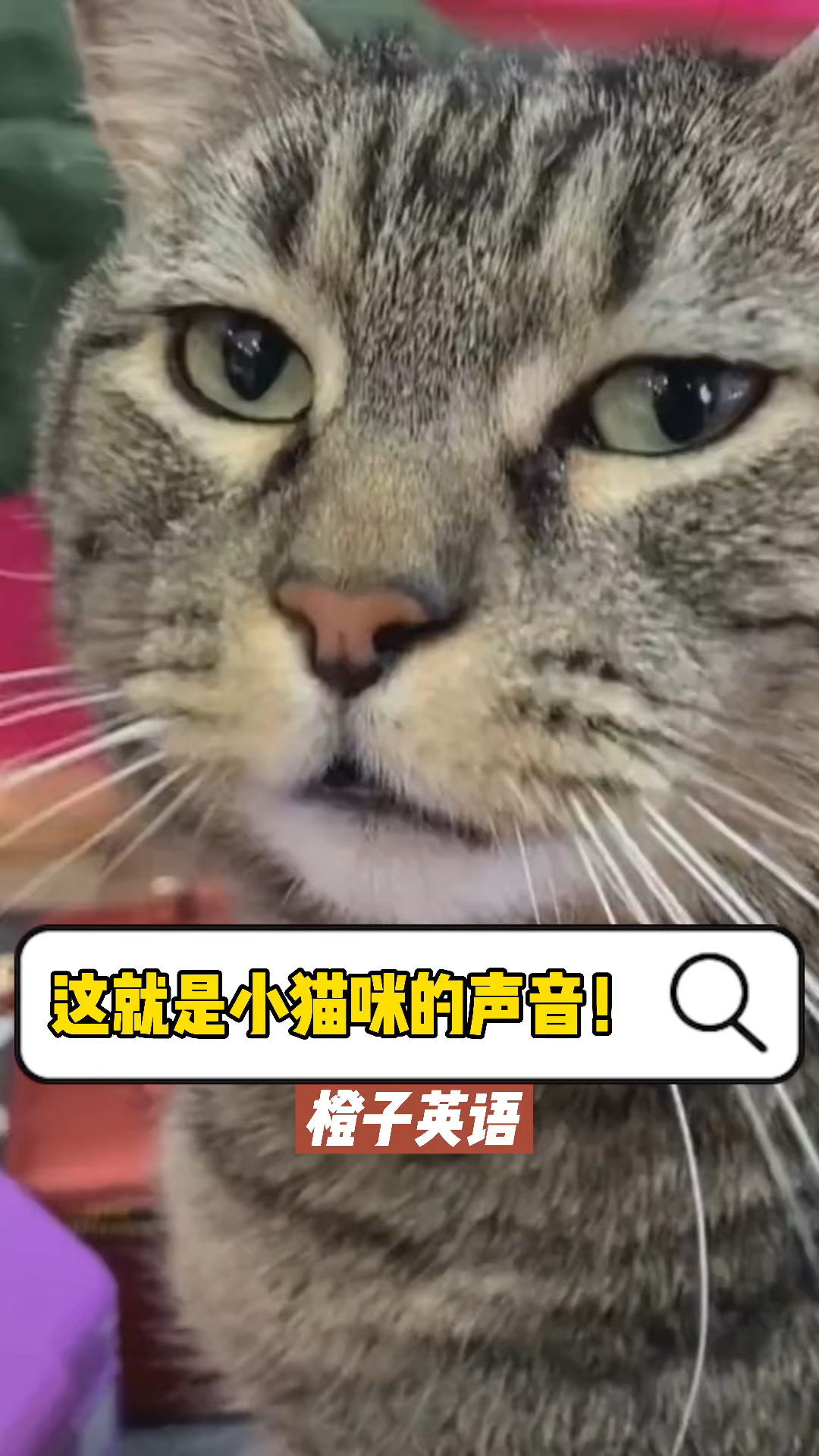 猫的叫声真实声音图片