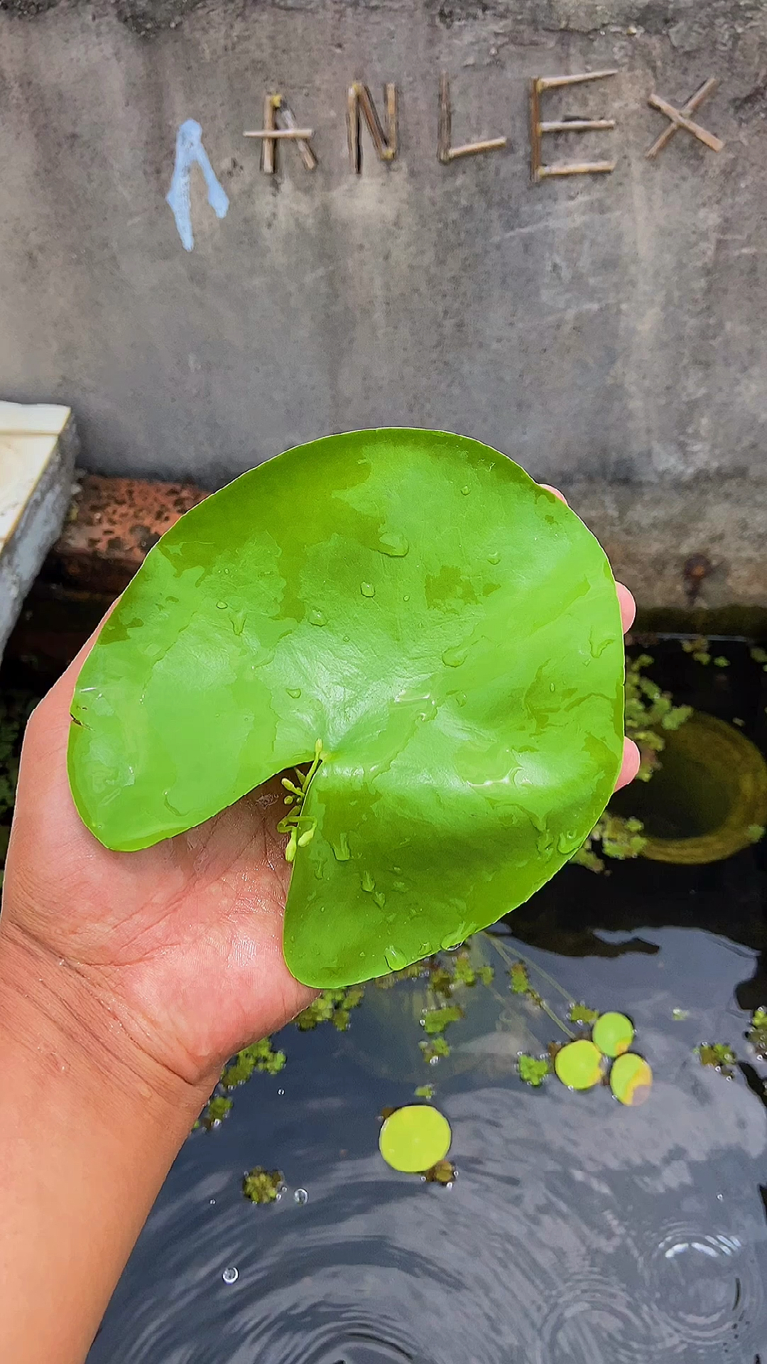 一叶莲一个月后繁殖了十几片小叶子-度小视
