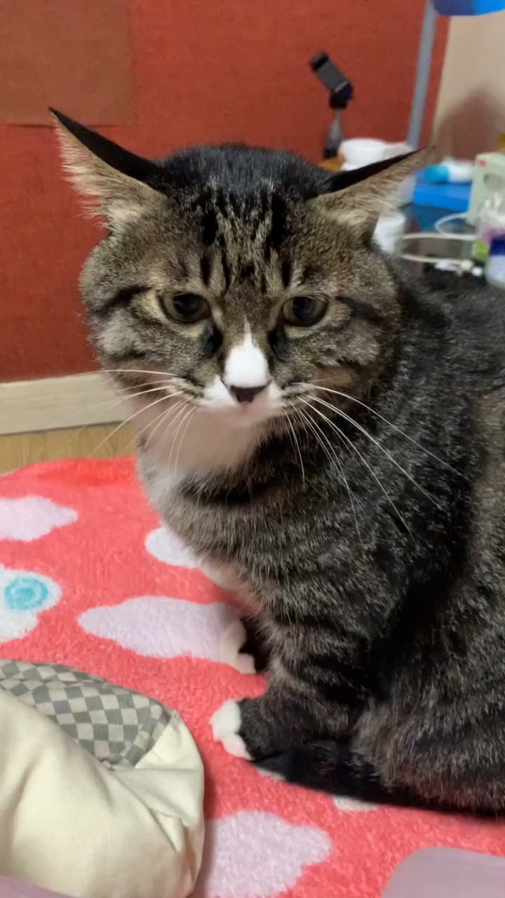 雅雅就是怂猫一只,慢热性格,接受事情比较慢