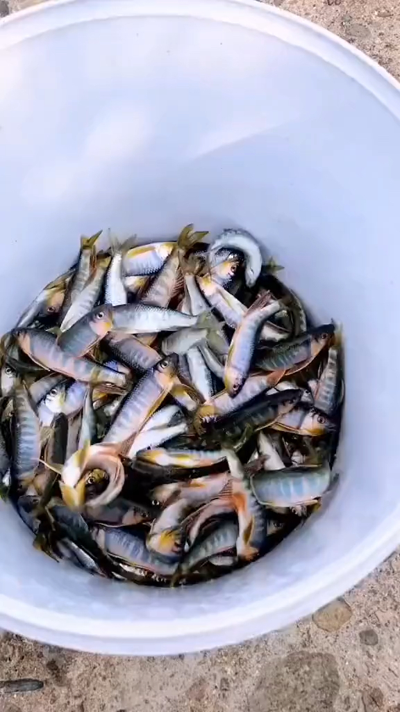 这么漂亮的溪水与你们喜欢吗?这种鱼在你们那边叫什么?