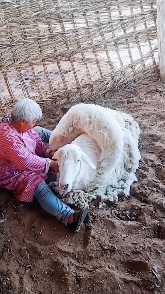 奶奶在给绵羊剪毛,正好天气热了,把毛剪掉绵羊也舒服多了.