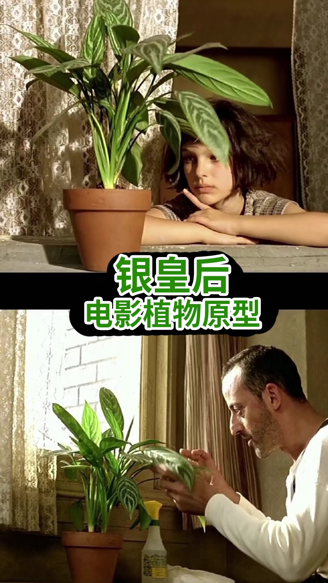 分享养花经验#《这个杀手不太冷》电影里的植物,竟然是它