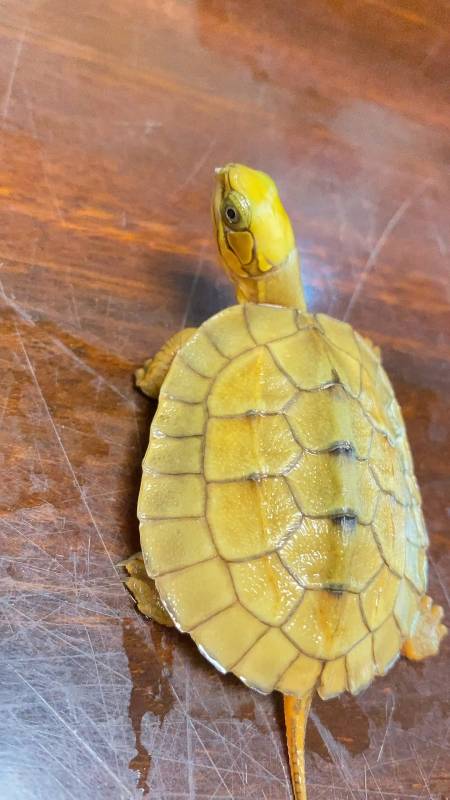 金钱龟#极品海南大黄头78爆黄品质-度小视