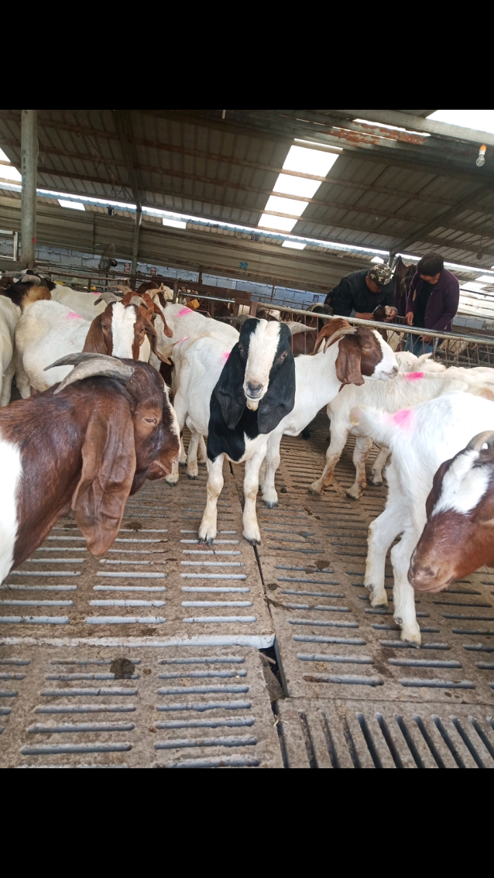 精品波尔山羊种公