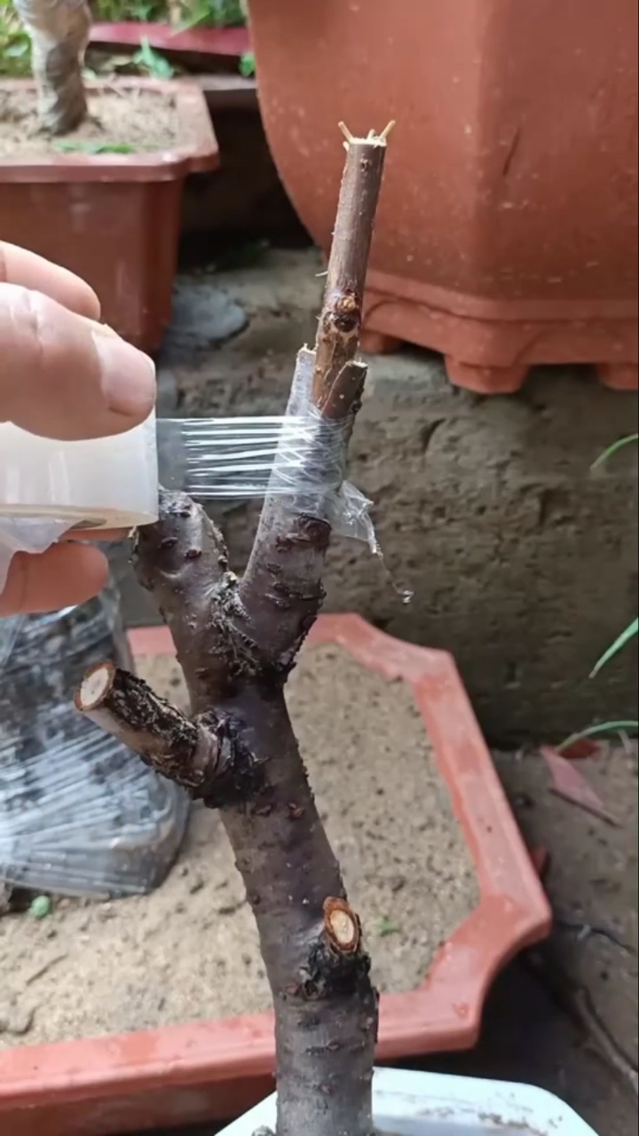 嫁接技术#樱桃嫁接,提高产量.