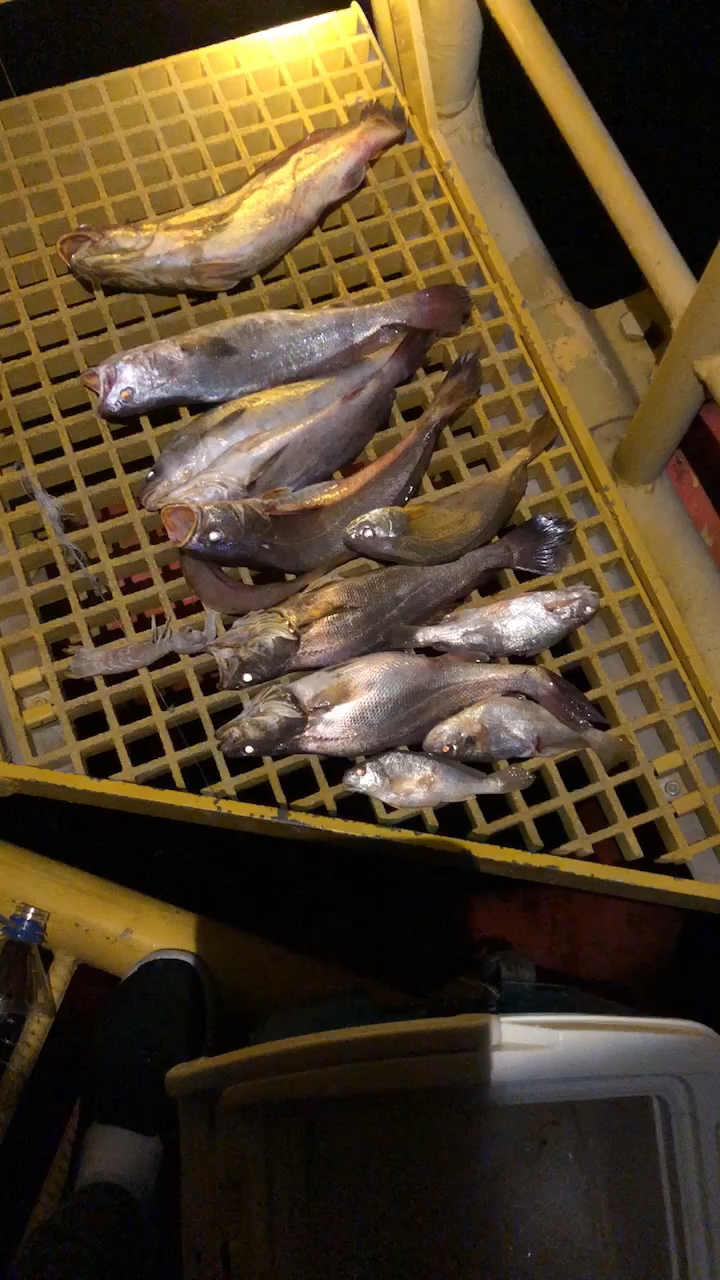 一晚上的收获,全部是小米鱼