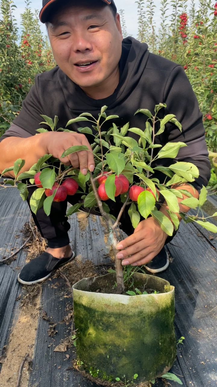 盆栽小苹果树