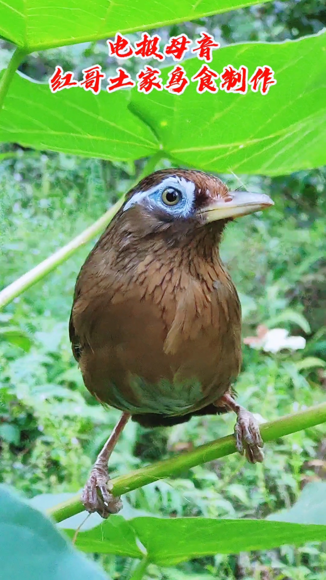 畫眉鳥畫眉鳥母鳥發電報叫聲