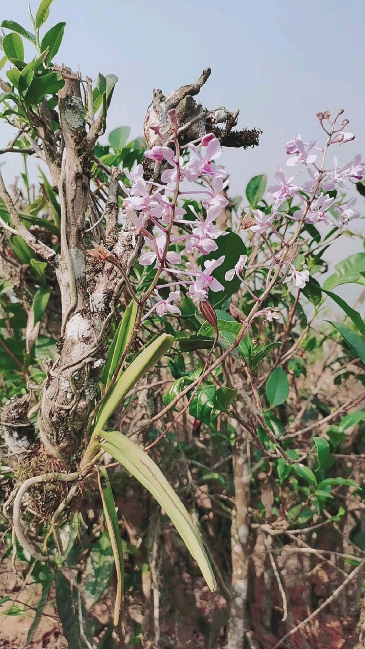 石斛记#小花万代兰,寄生在茶树上的