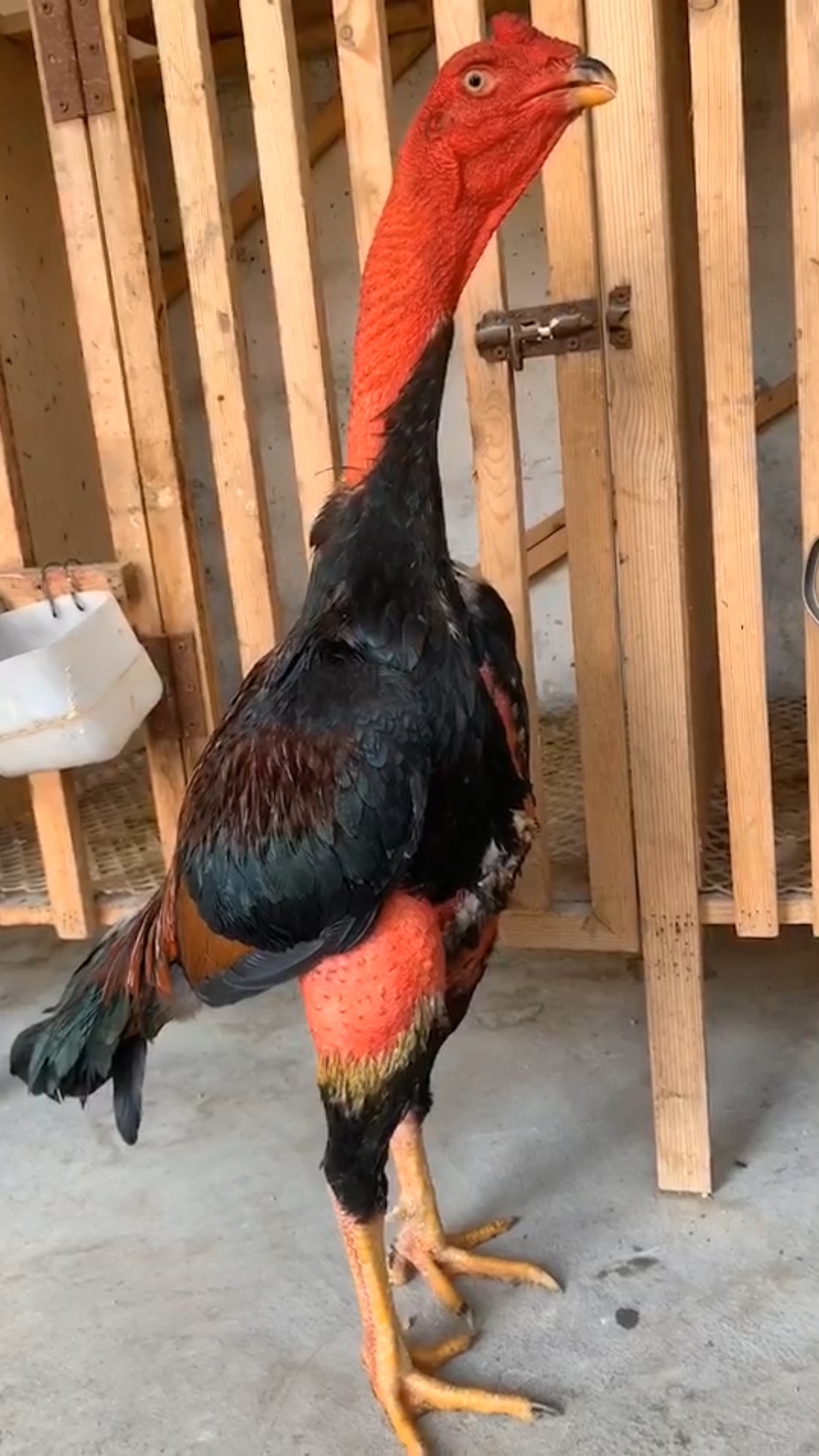 硬货骨架漂亮鹰眉蛙眼宽胸宽背钢脖子值得拥有