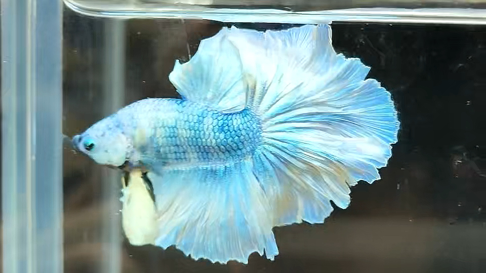 大理石花瓣尾,像婚纱一样的尾巴