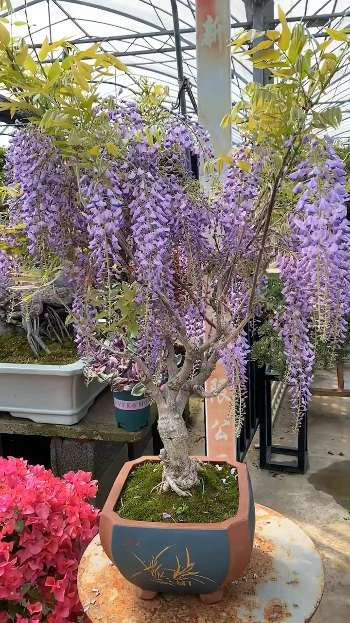 进口紫藤花,开花浓香型,寓意紫气东来,家宅祥瑞