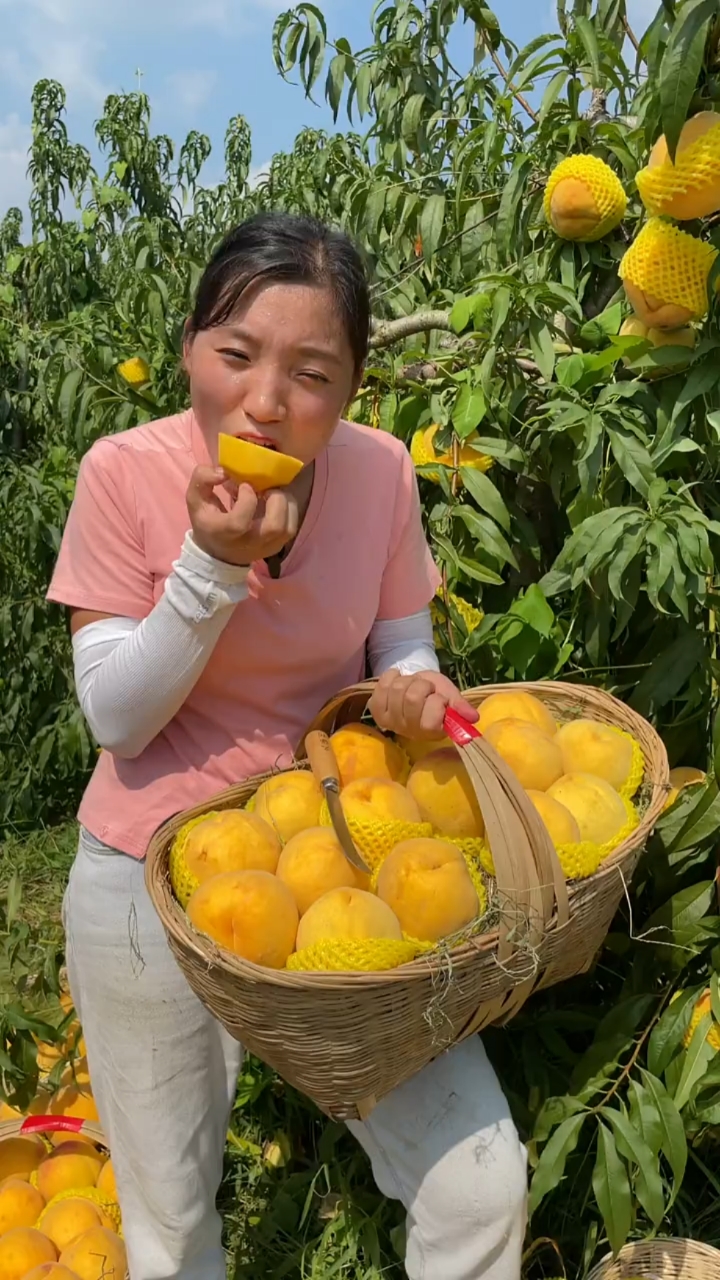 三农#当季新鲜采摘黄桃,又脆又甜的黄桃.