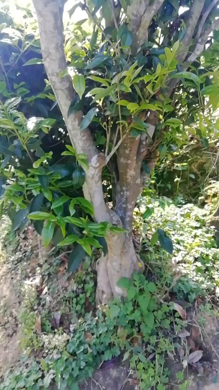 老树盘根,五指峰现