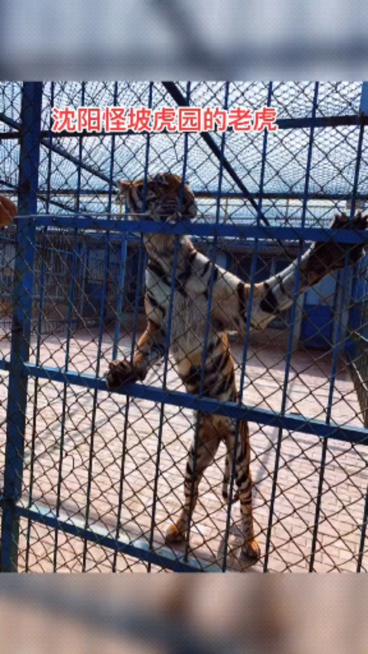 沈阳怪坡动物园老虎瘦的皮包骨头