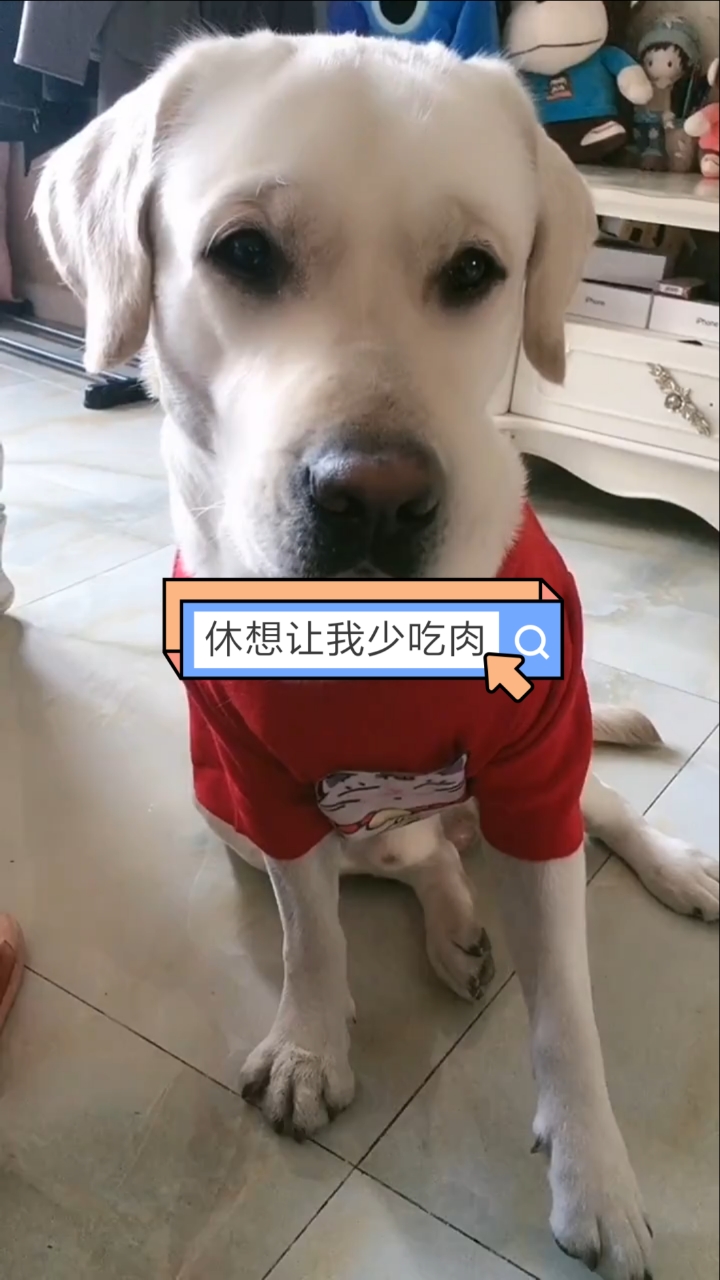 我家萌宠成精了#佐伊:让我少吃肉的都是骗子