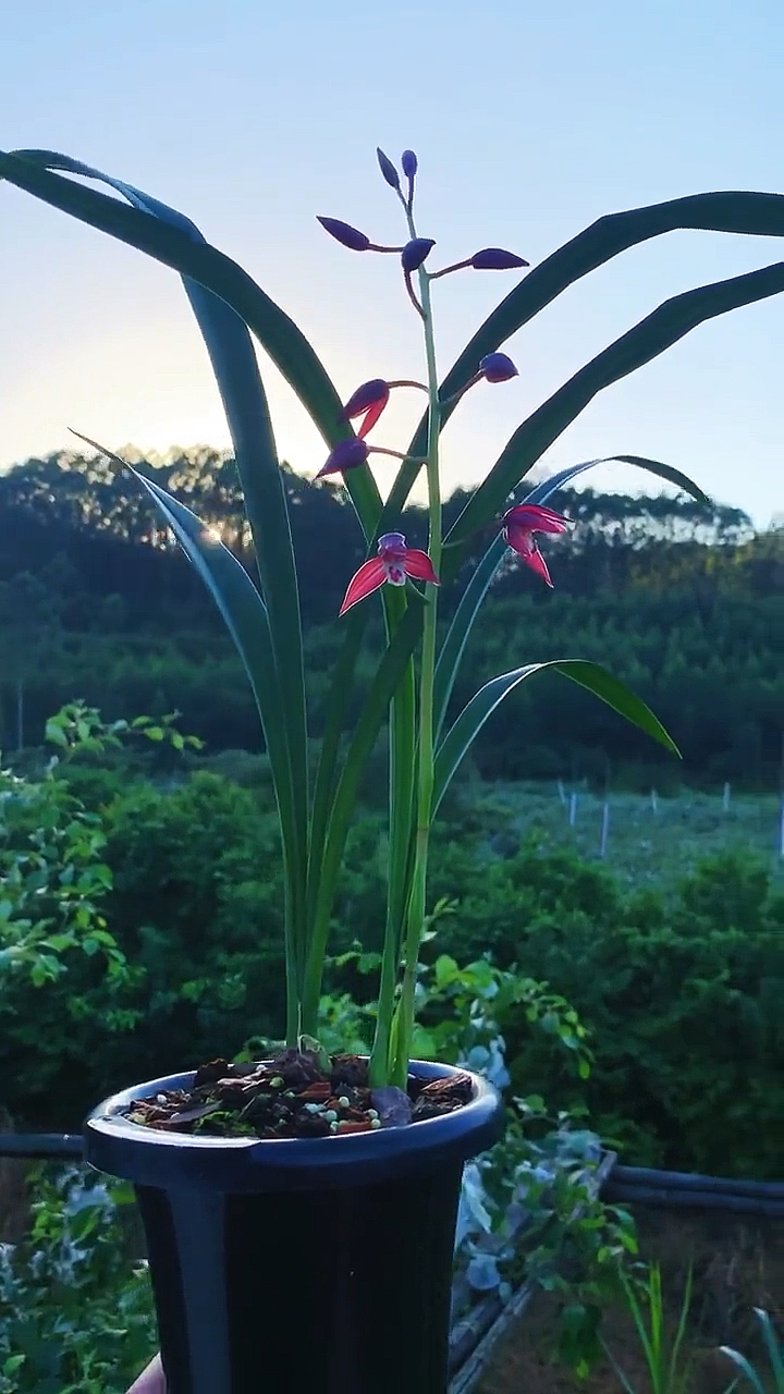 兰花#秋榜喜洋洋,转色转的非常漂亮-度小视