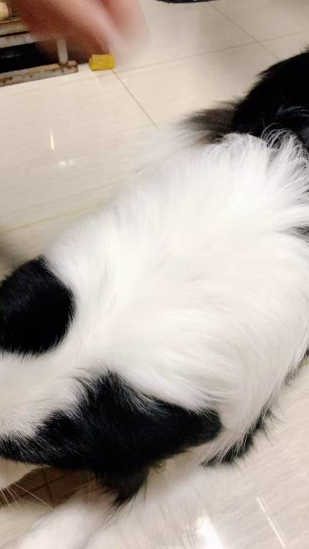 家有萌宠#看到老爹来就撒娇