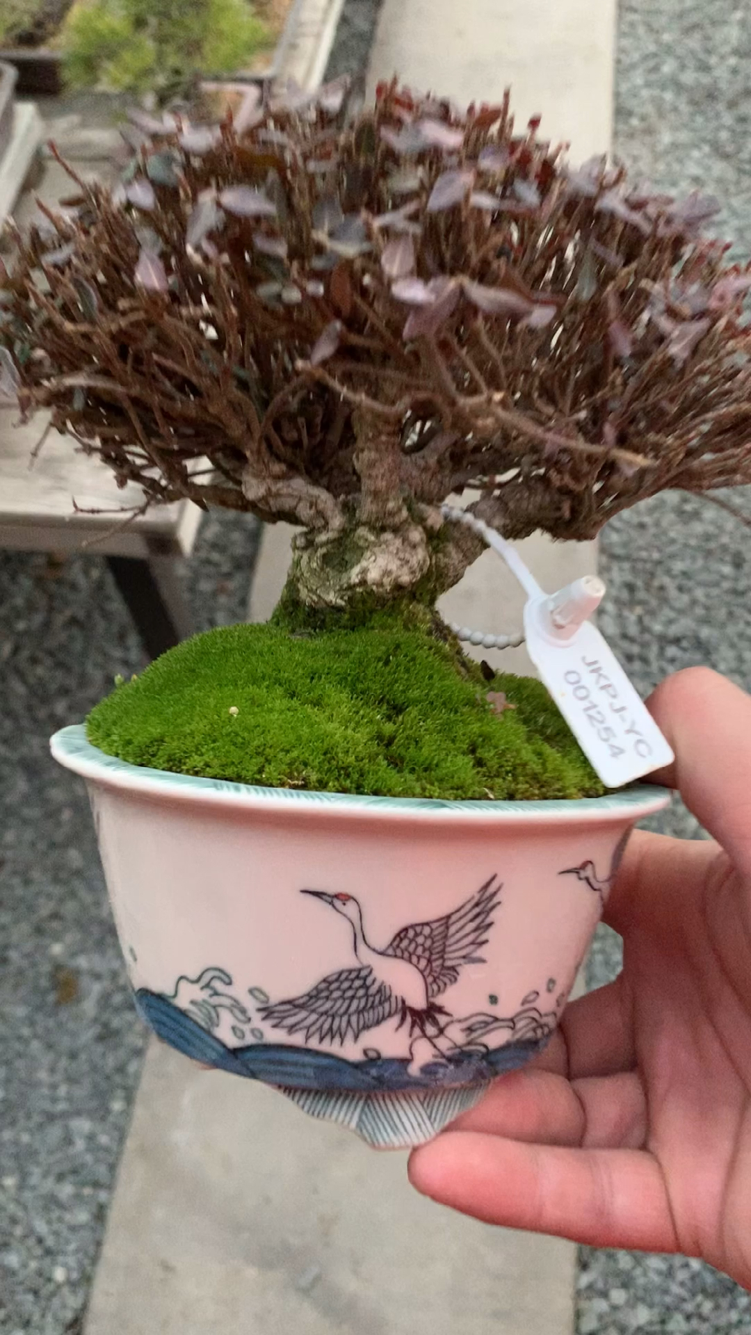 小品缩缅葛盆景