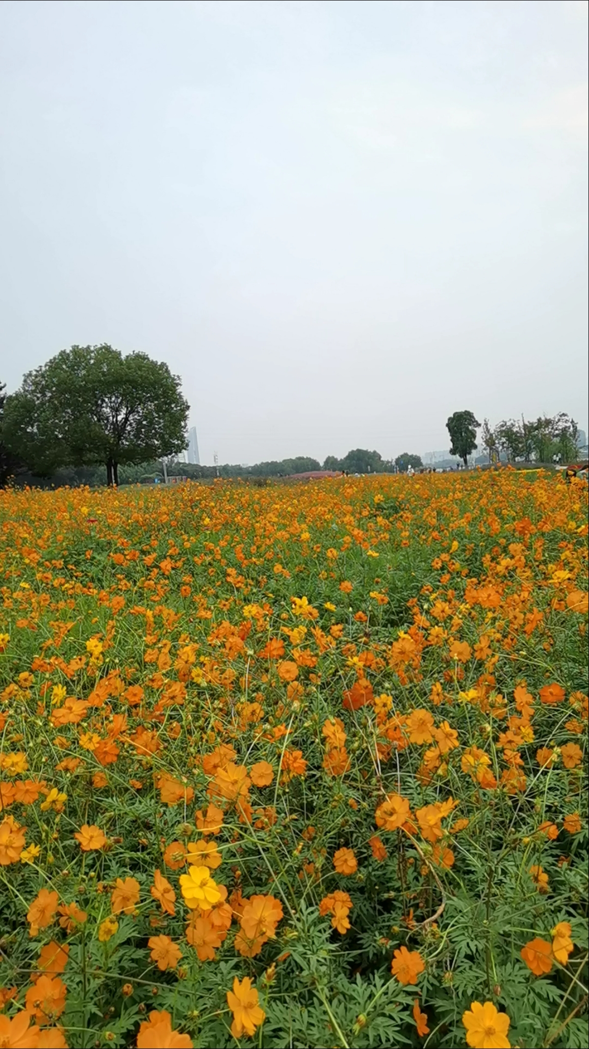 带上全民去旅行#南京河西,左岸花海