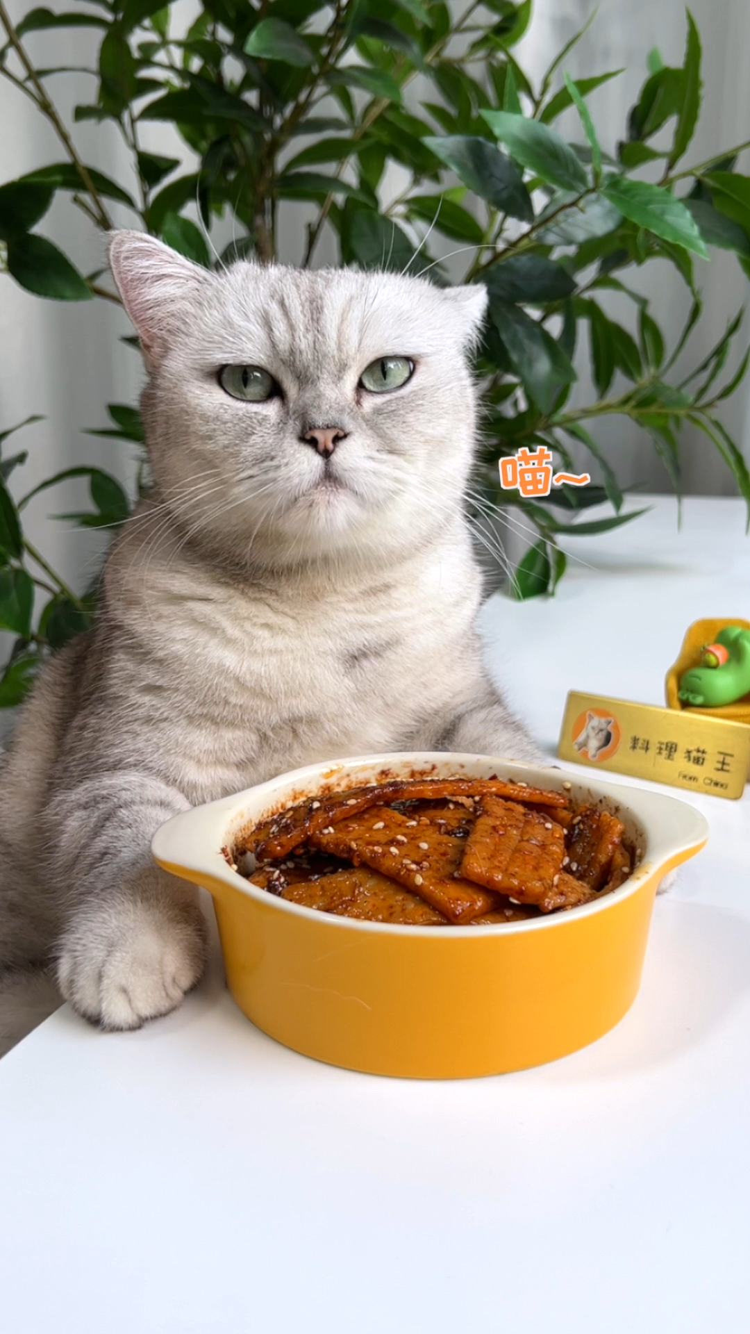 料理猫王做美食图片