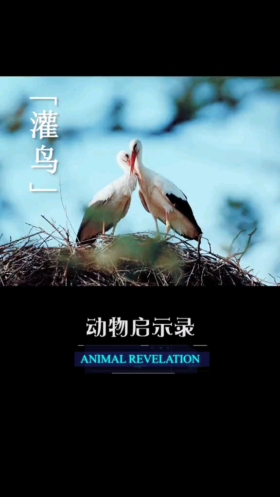 《动物启示录》意外和明天,你永远不知道那个先来.