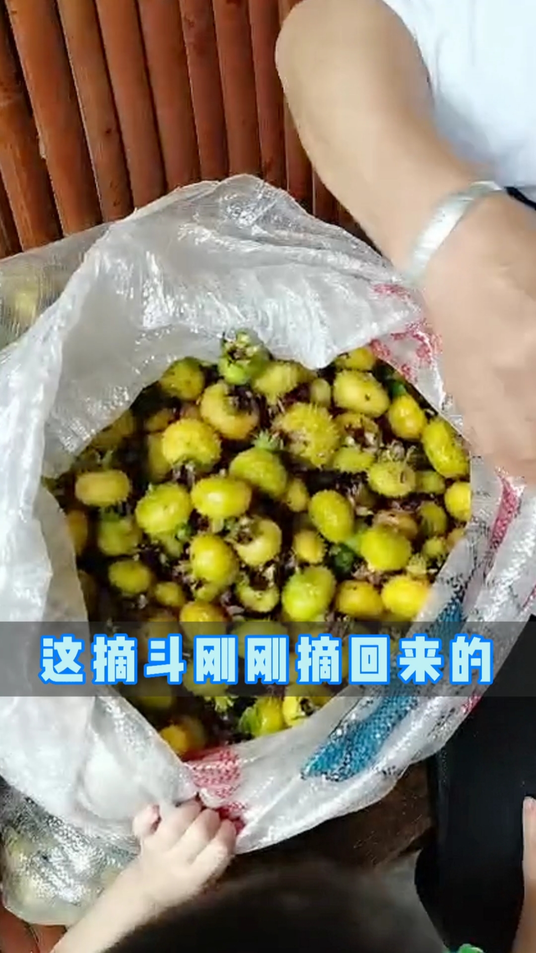 家乡特色美食#刚摘回来的野生刺梨子(果),维生素c之王,有知道怎么吃