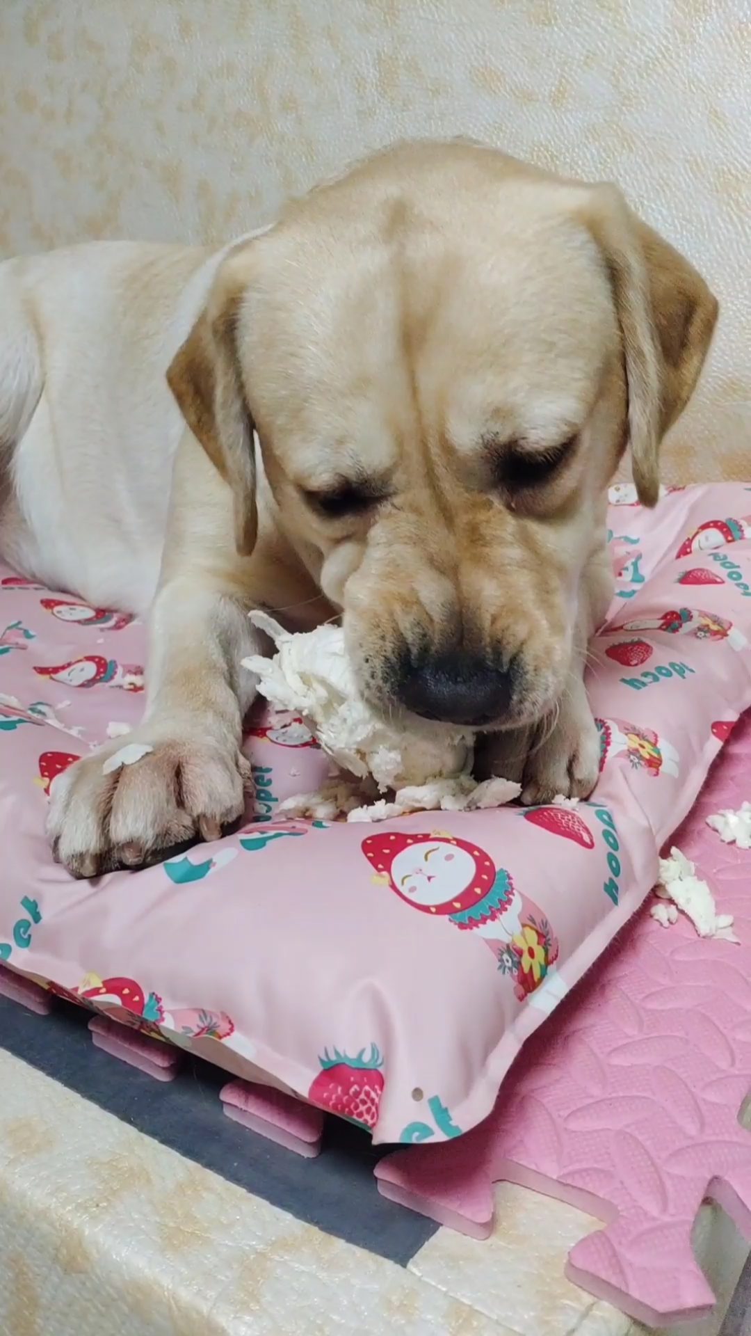 我家萌宠成精了#小狗吃馒头,吃出鸡腿的感觉